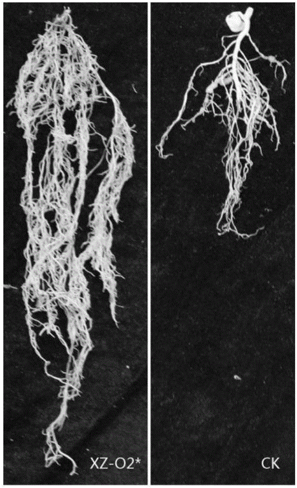 Bacillus atrophaeus for preventing and controlling plant root-knot nematodes and application thereof