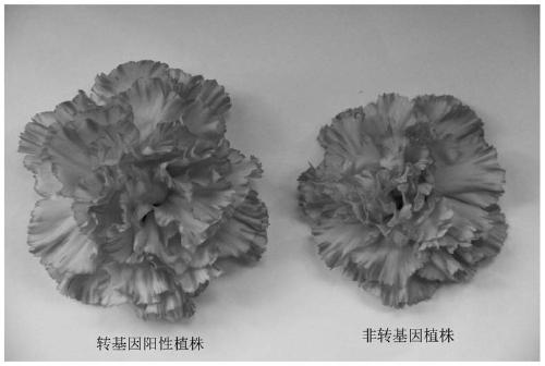 Gene for increasing diameter of carnation flowers and application