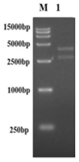 Replication-defective adenovirus vector vaccine for co-expressing respiratory syncytial virus pre-fusion protein and adhesion glycoprotein