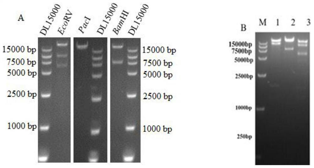 Replication-defective adenovirus vector vaccine for co-expressing respiratory syncytial virus pre-fusion protein and adhesion glycoprotein