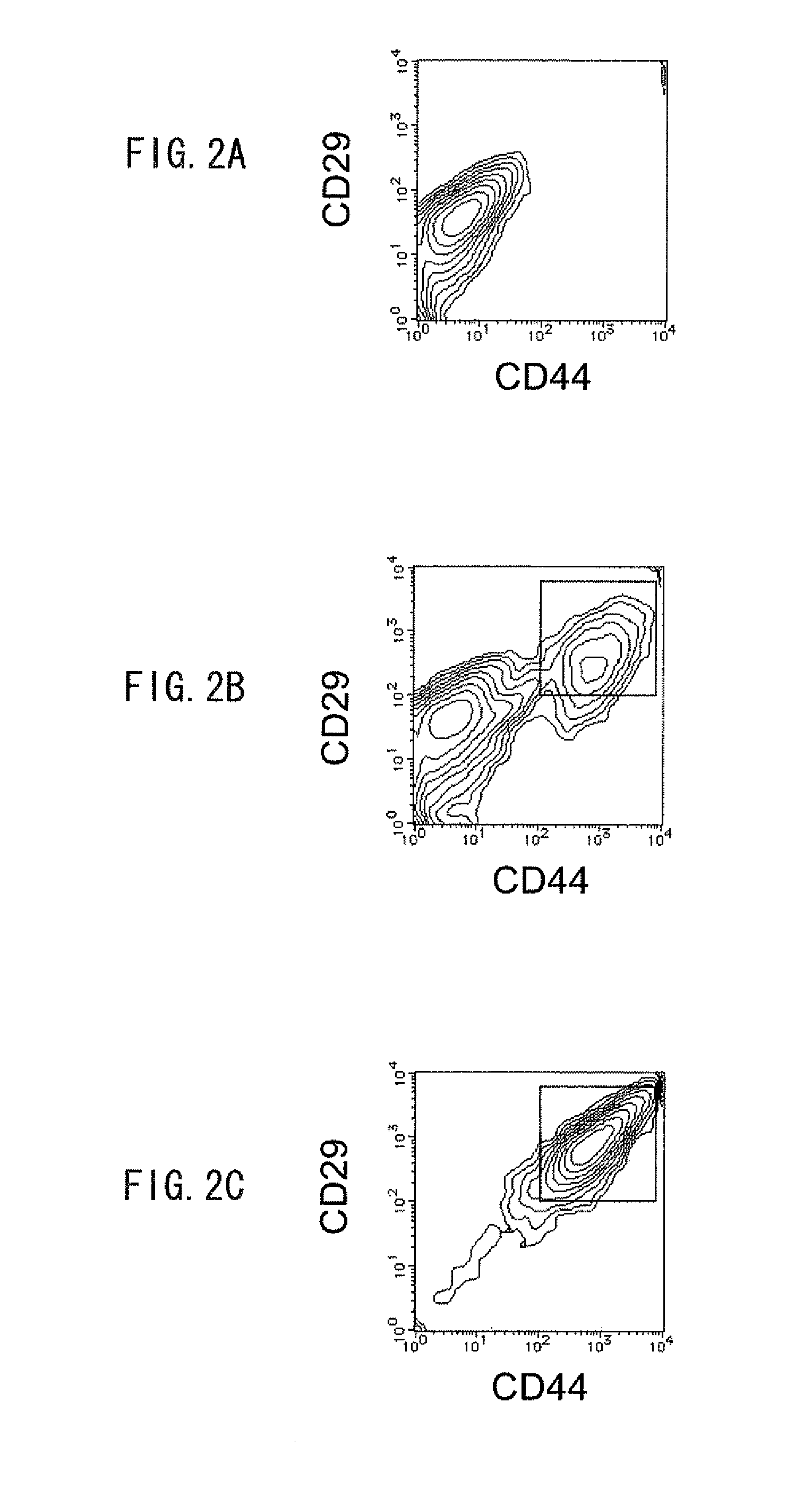 Method for production of mesenchymal cell, method for production of tooth, and mesenchymal cell for formation of tooth