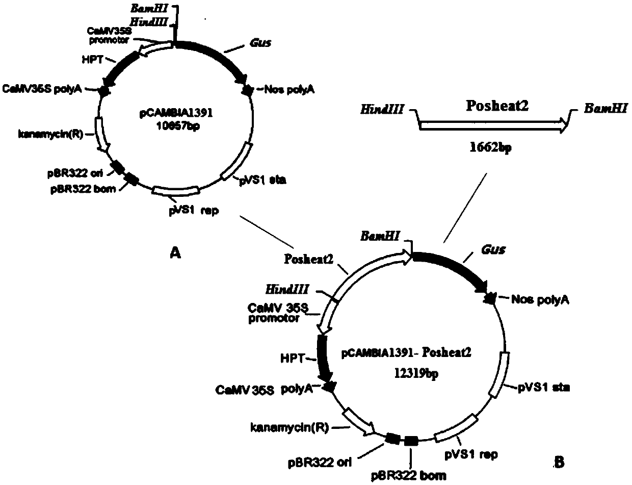 Plant high temperature inducible expression promoter posheat2 and its application