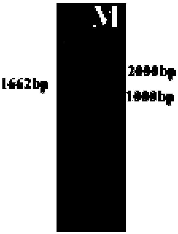 Plant high temperature inducible expression promoter posheat2 and its application