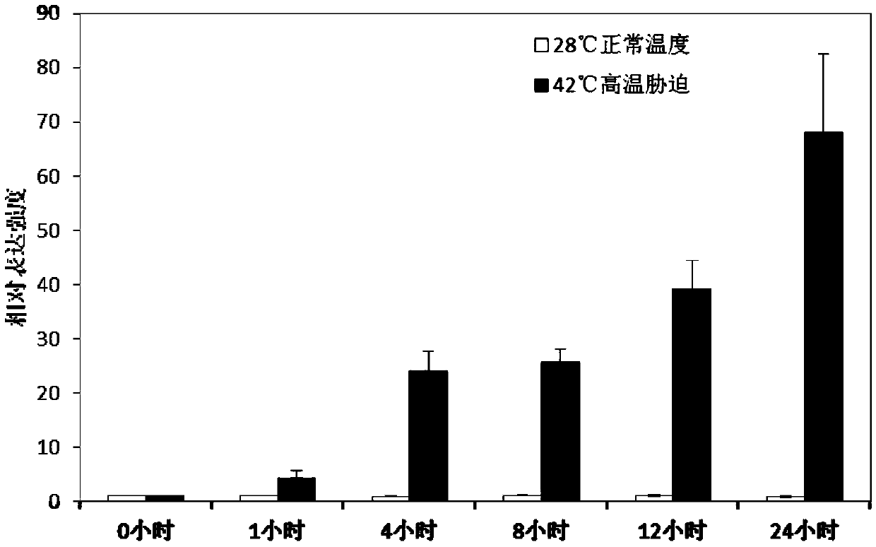 Plant high temperature inducible expression promoter posheat2 and its application