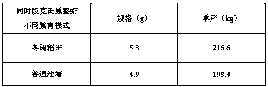 Method for in situ breeding of procam barus clarkii in winter leisure rice field