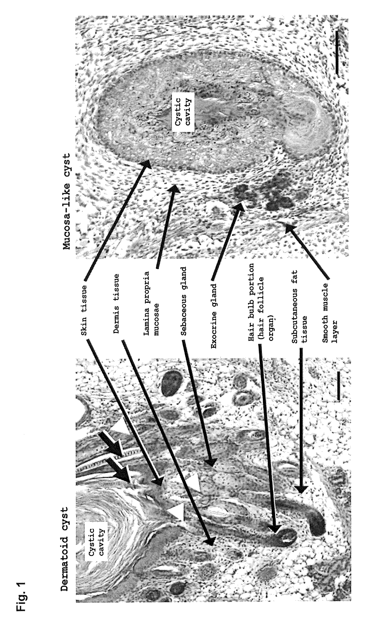 Method of producing full thickness skin having skin accessory organs