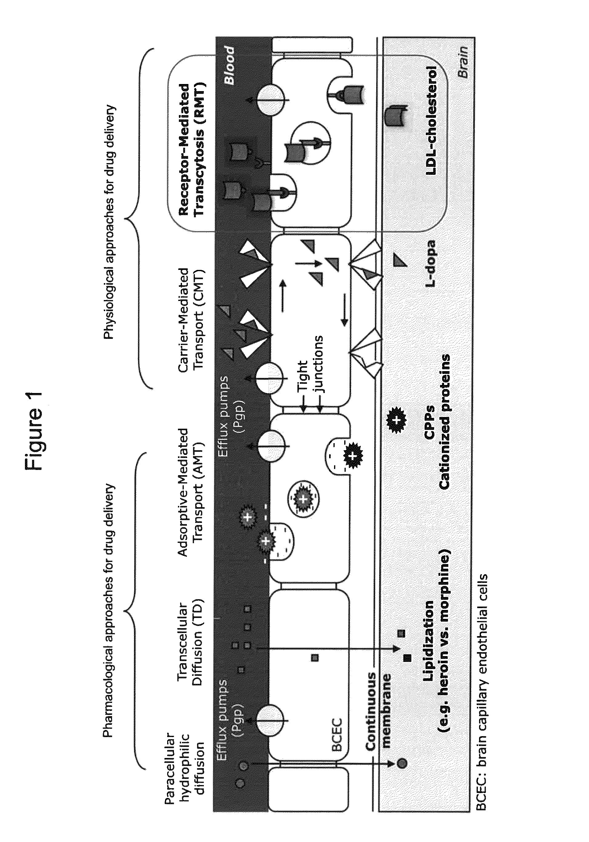 Peptide derivatives, preparation and uses thereof