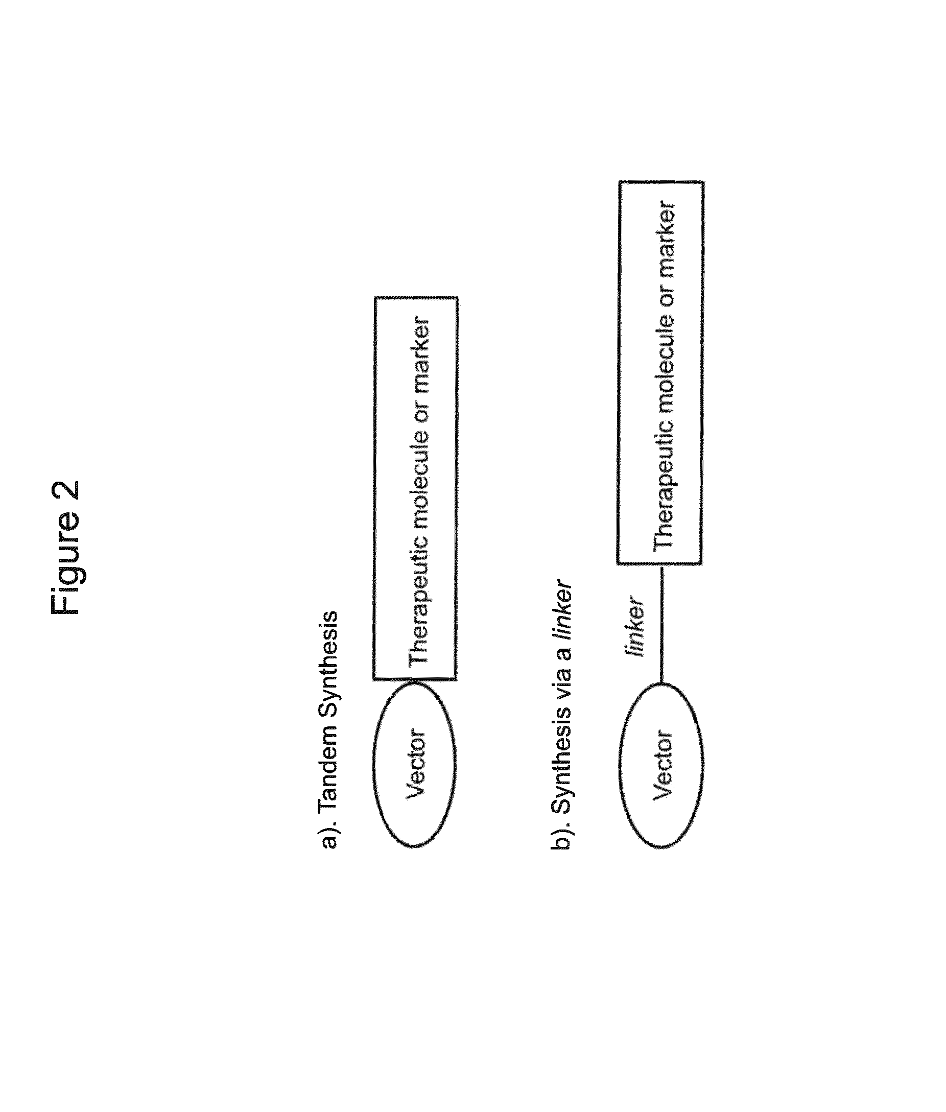 Peptide derivatives, preparation and uses thereof