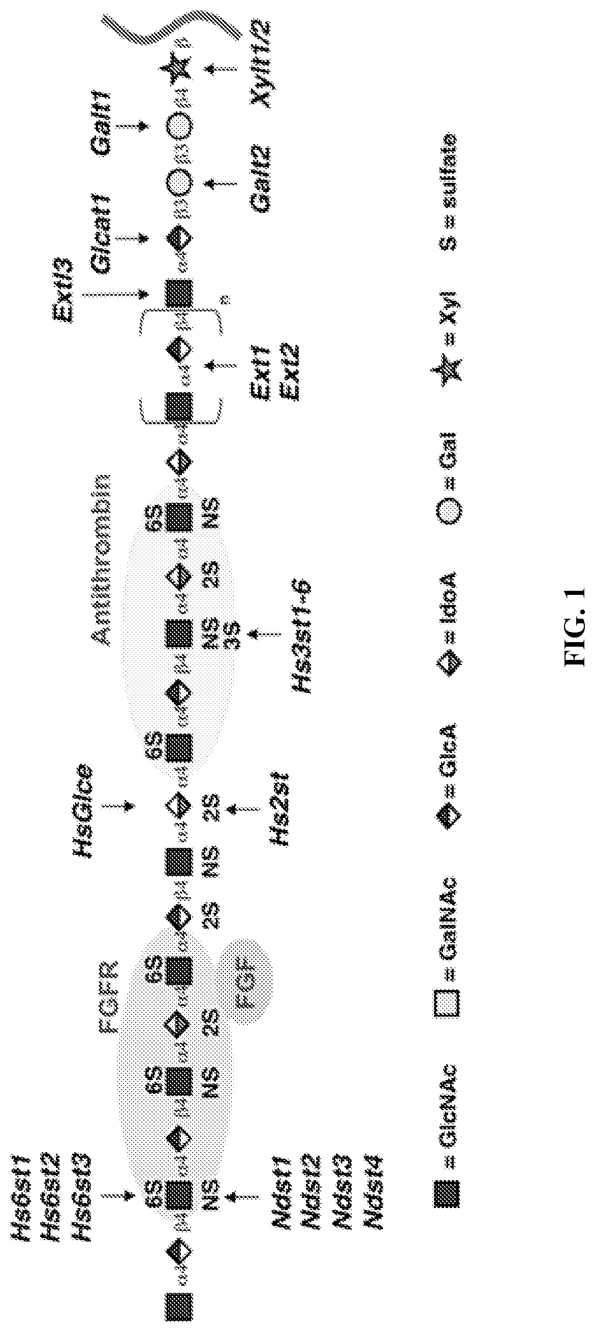 In vitro heparin and heparan sulfate compositions and methods of making and using