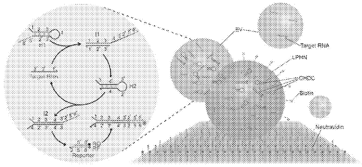 Lipid-polymer Hybrid Nanoparticle Biochip and Application Thereof