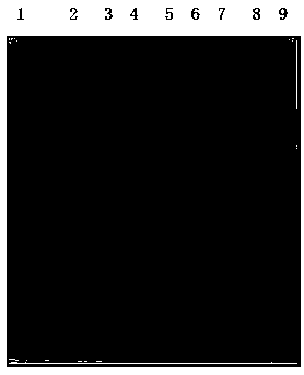 Recombinant equine serum albumin, and preparation method and application thereof