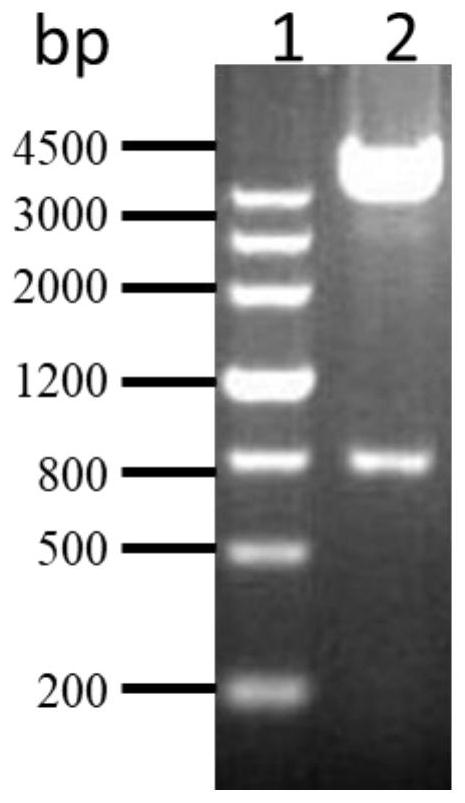 A kind of recombinant protein rexou of Pseudomonas aeruginosa vaccine and its preparation method