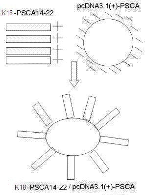 Complex of prostate stem cell antigen polypeptide and nucleic acid and its preparation method and application