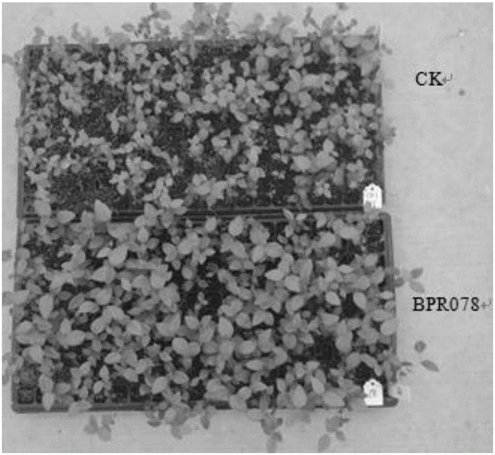 Growth-promoting rhizosphere Bacillus aryabhattai special for blueberries and application of growth-promoting rhizosphere Bacillus aryabhattai