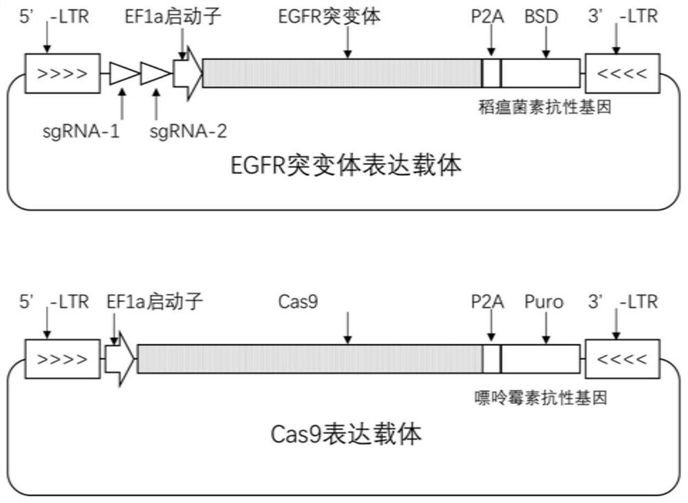 Human EGFR gene missense mutation molecular marker and application thereof in predicting drug resistance of targeted inhibitor