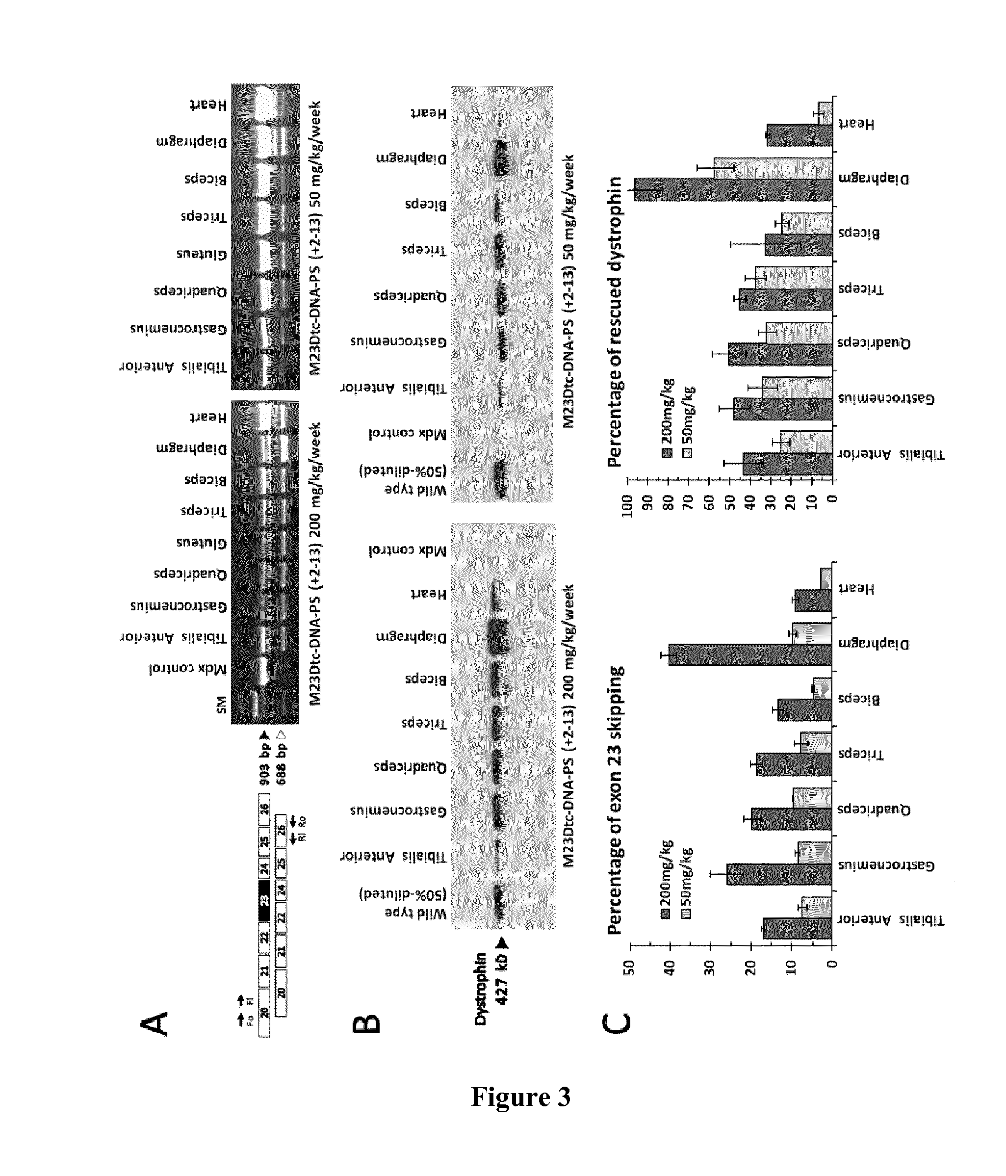 Tricyclo-phosphorothioate DNA