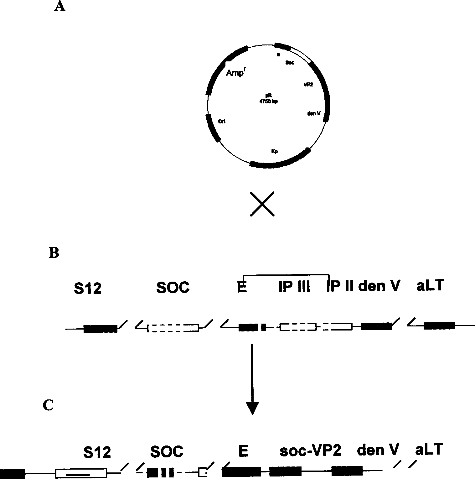 Structure of recombined T4 bacteriophage of expression infectious cysticercosis virus VP2 protein and its use