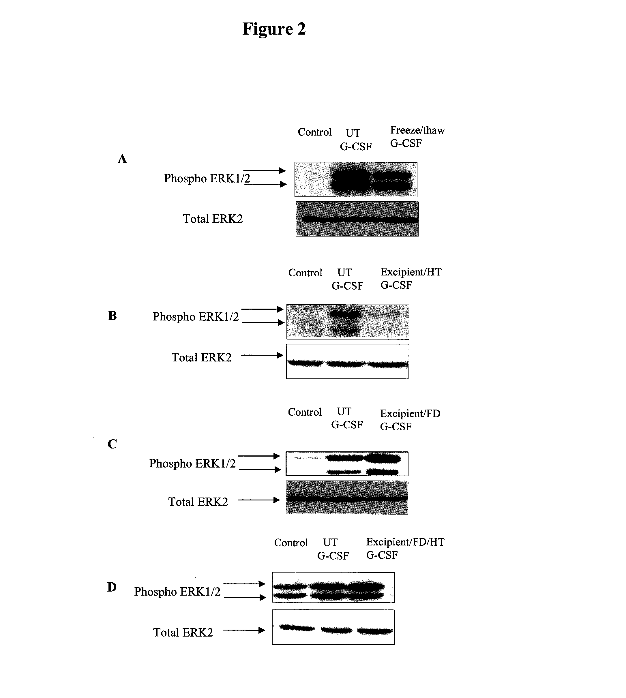 Method for Preserving Polypeptides Using A Sugar and Polyethyleneimine
