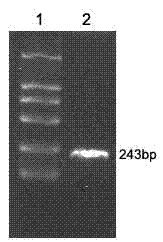 Hepatitis B virus multi-epitope fusion protein and preparation method and application thereof