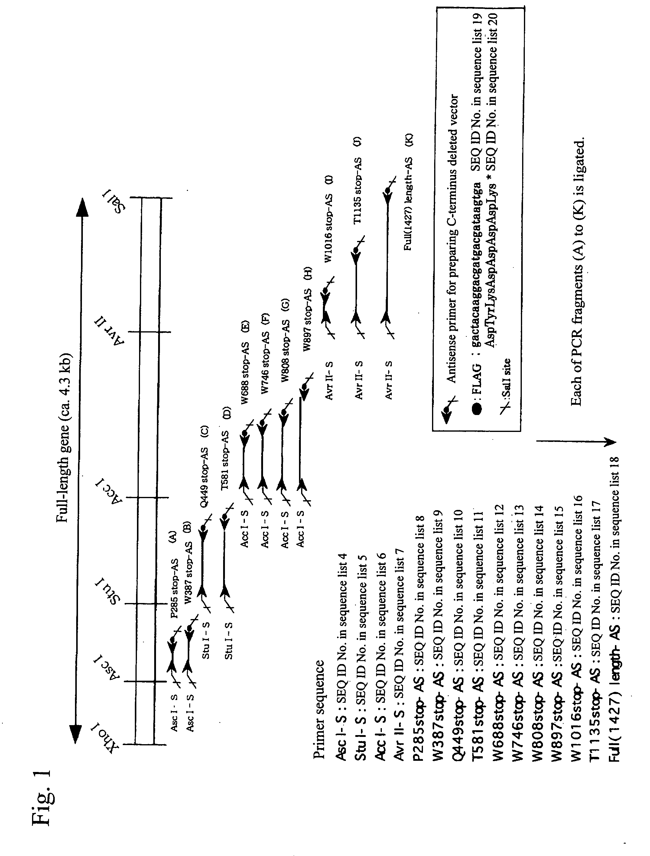Antibody against enzyme specifically cleaving von villebrand factor and assay system using the same
