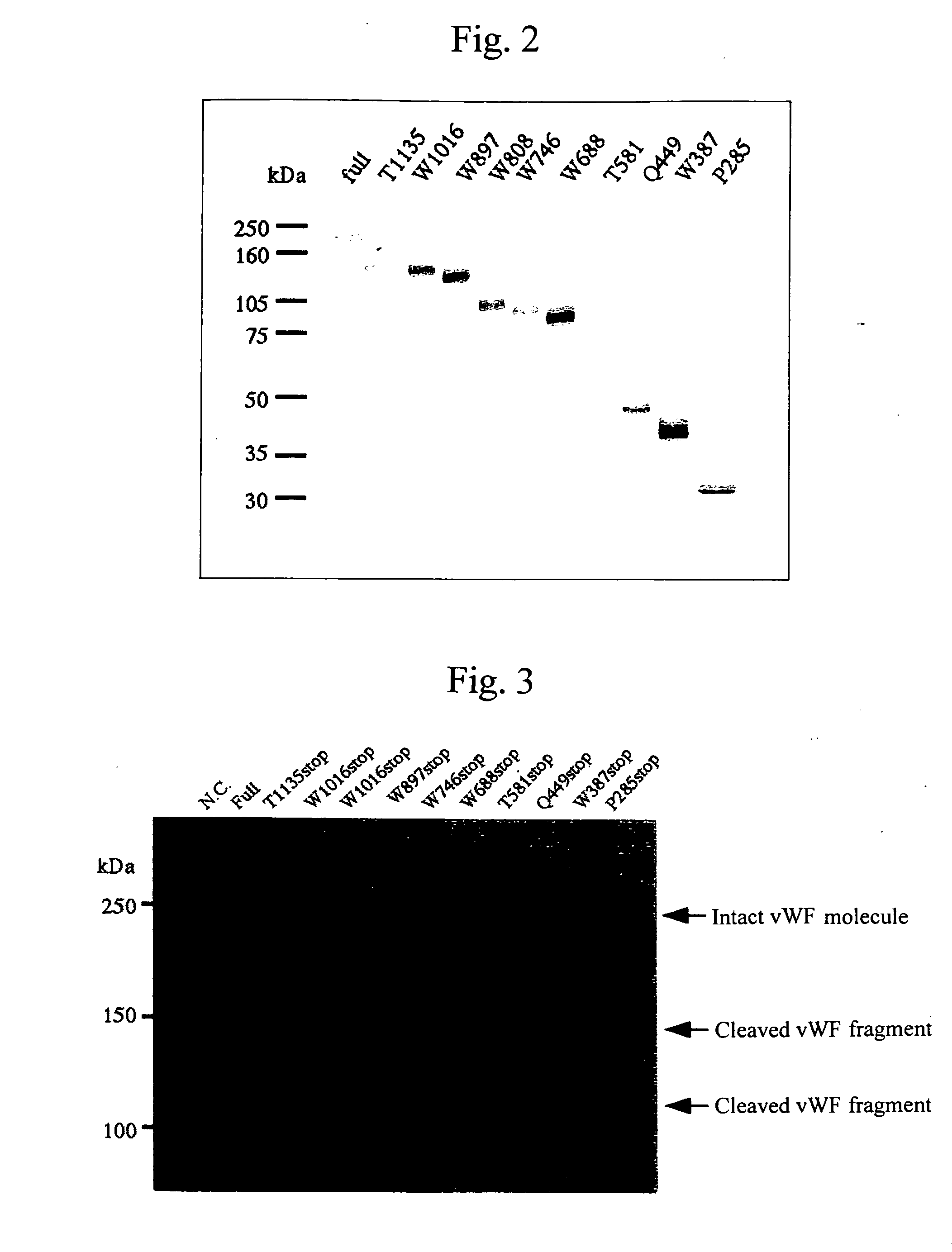 Antibody against enzyme specifically cleaving von villebrand factor and assay system using the same