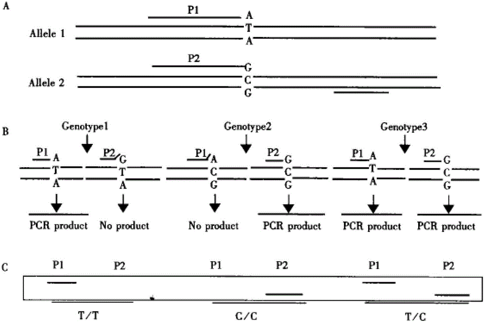 Method for designing SNP (single-nucleotide polymorphism) molecular marker with base substitution or insertion deletion