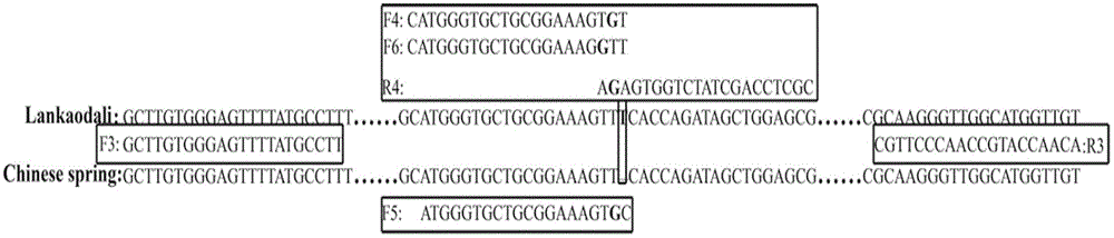 Method for designing SNP (single-nucleotide polymorphism) molecular marker with base substitution or insertion deletion