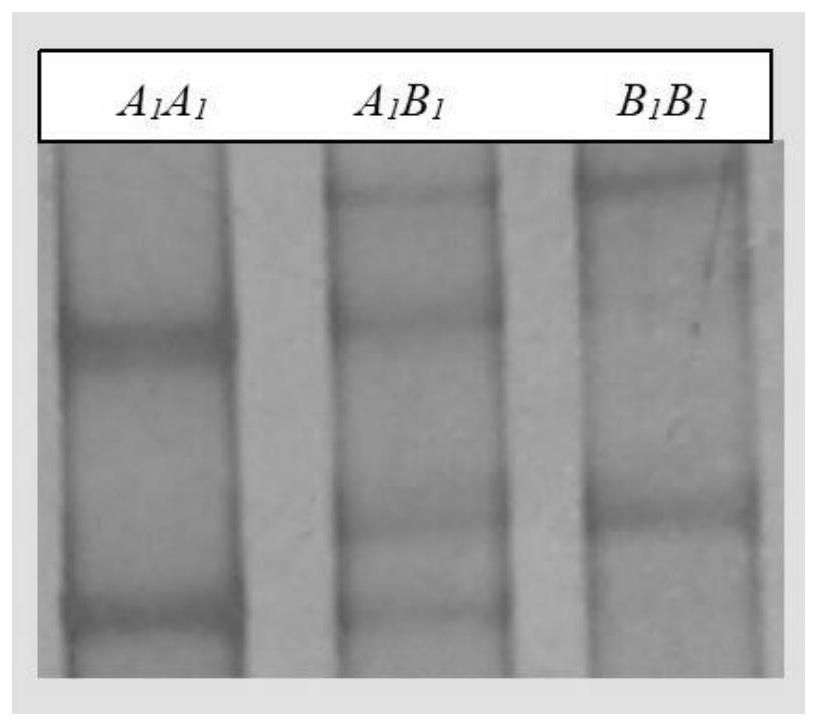 Application of serpina3 and vitaminectin genes in the breeding of Sujiang boars and their breeding methods