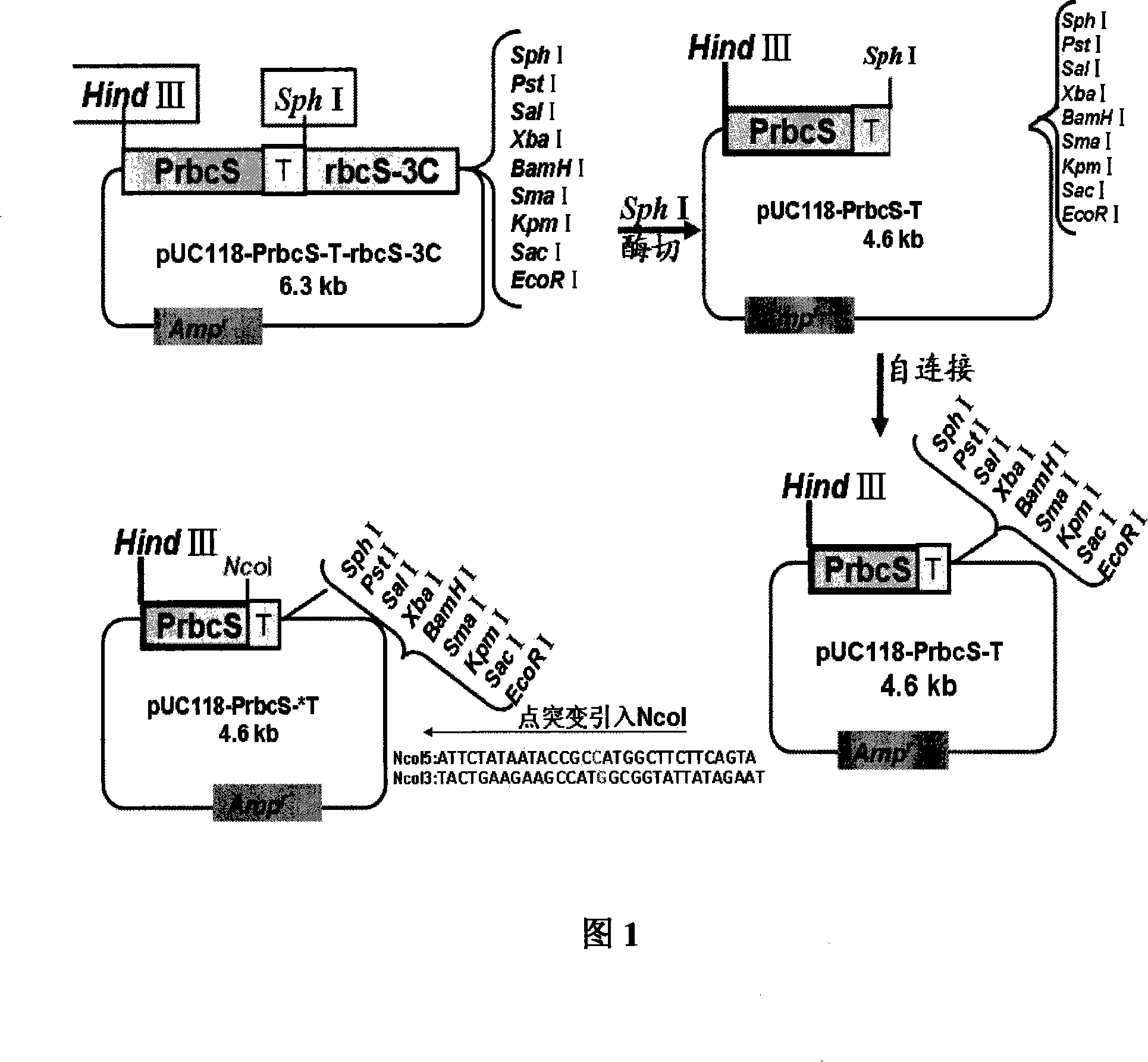 Special carrier for improving utilization ratio of plant nitrogen nutrition and use thereof