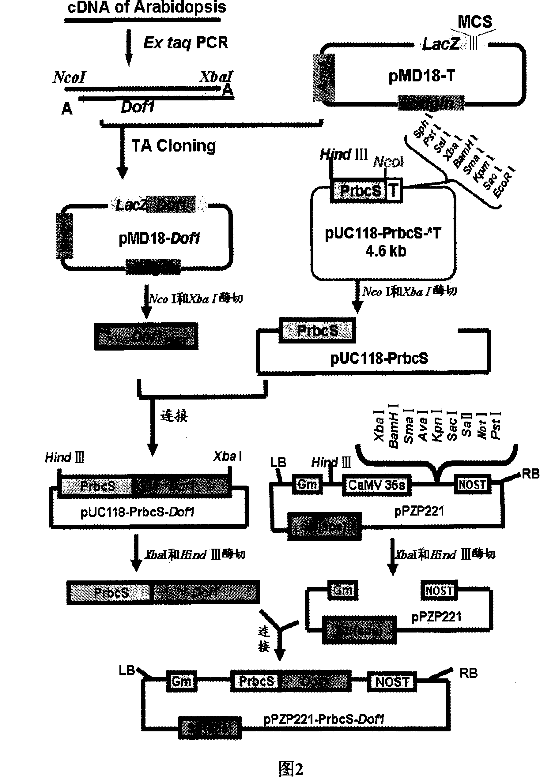 Special carrier for improving utilization ratio of plant nitrogen nutrition and use thereof