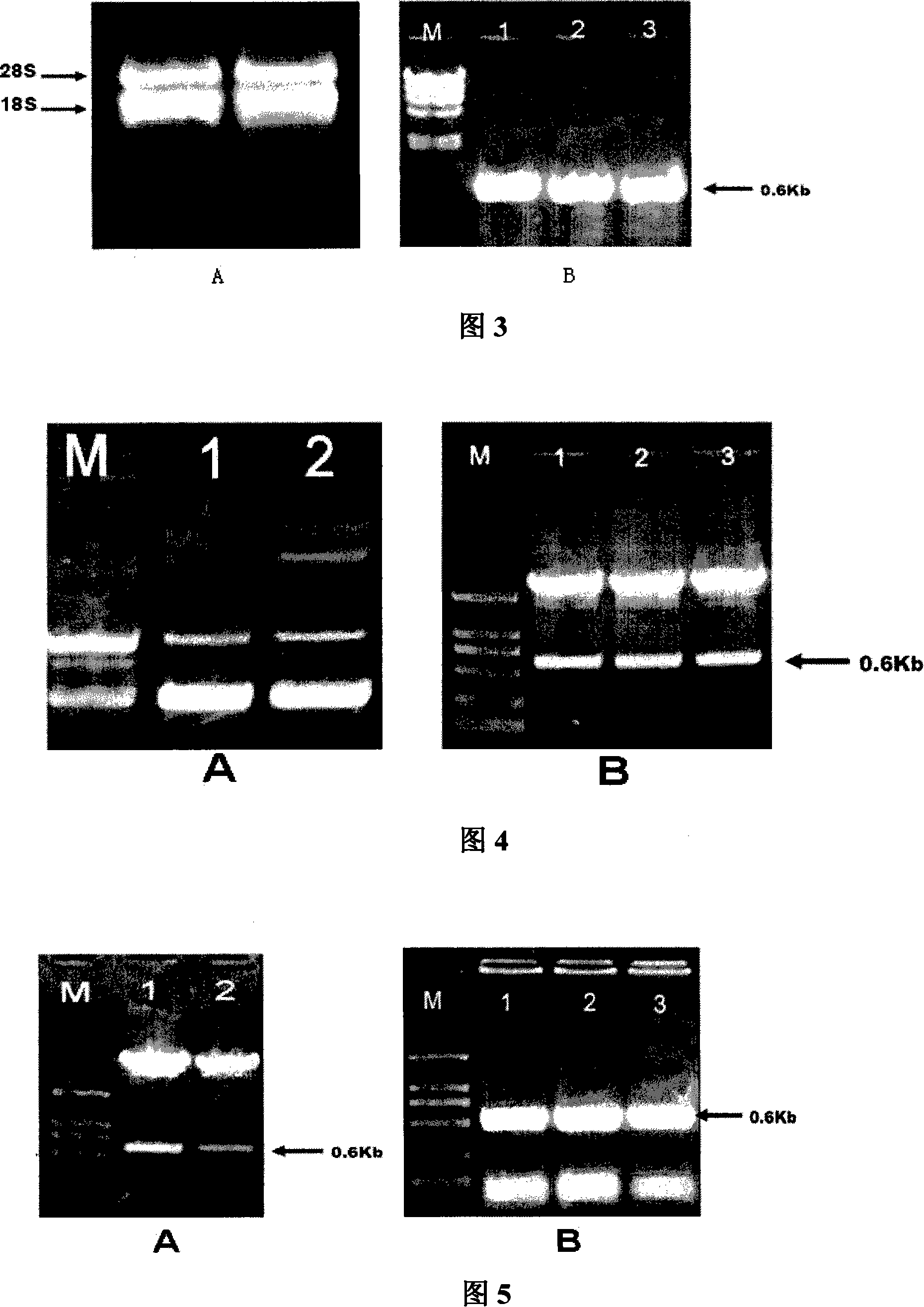 Special carrier for improving utilization ratio of plant nitrogen nutrition and use thereof