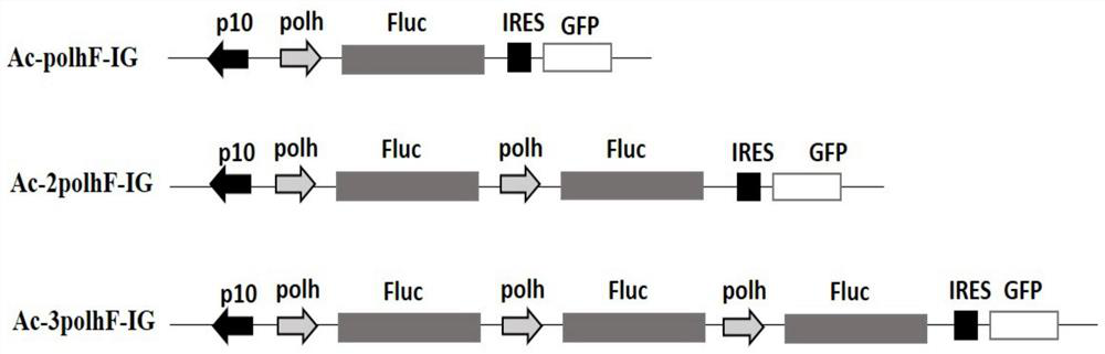 A construction and expression method for co-expressing foreign proteins of baculovirus by using multi-copy genes