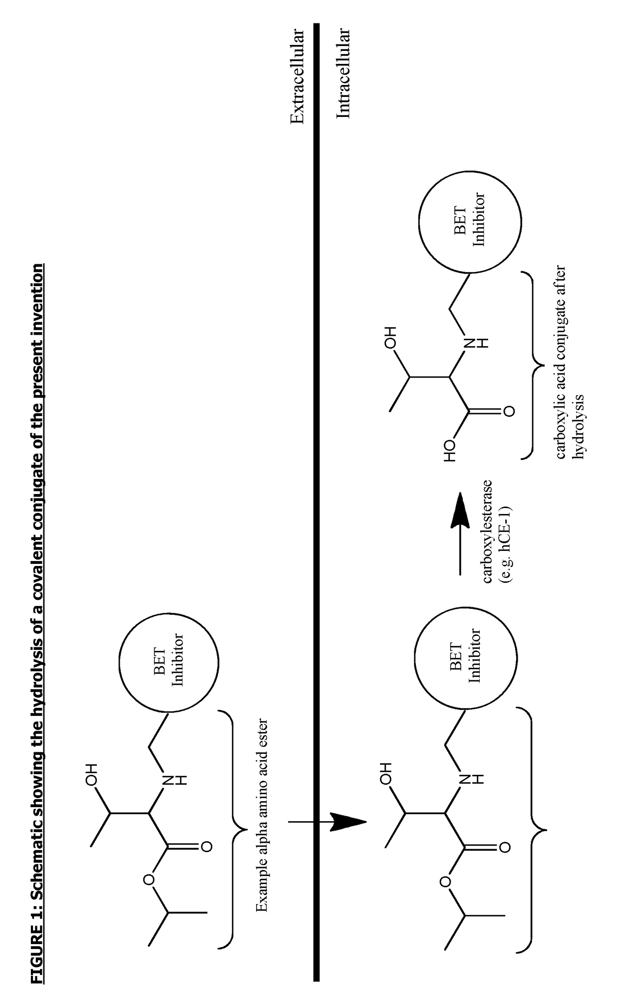 Covalent conjugates of bet inhibitors and alpha amino acid esters