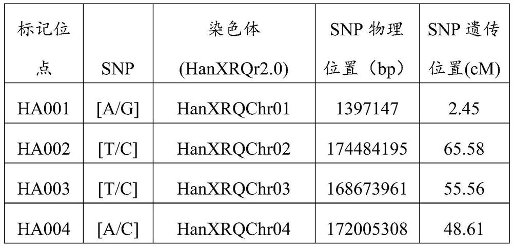 Set of SNP molecular markers for detecting purity of sunflower variety and use of set of SNP molecular markers