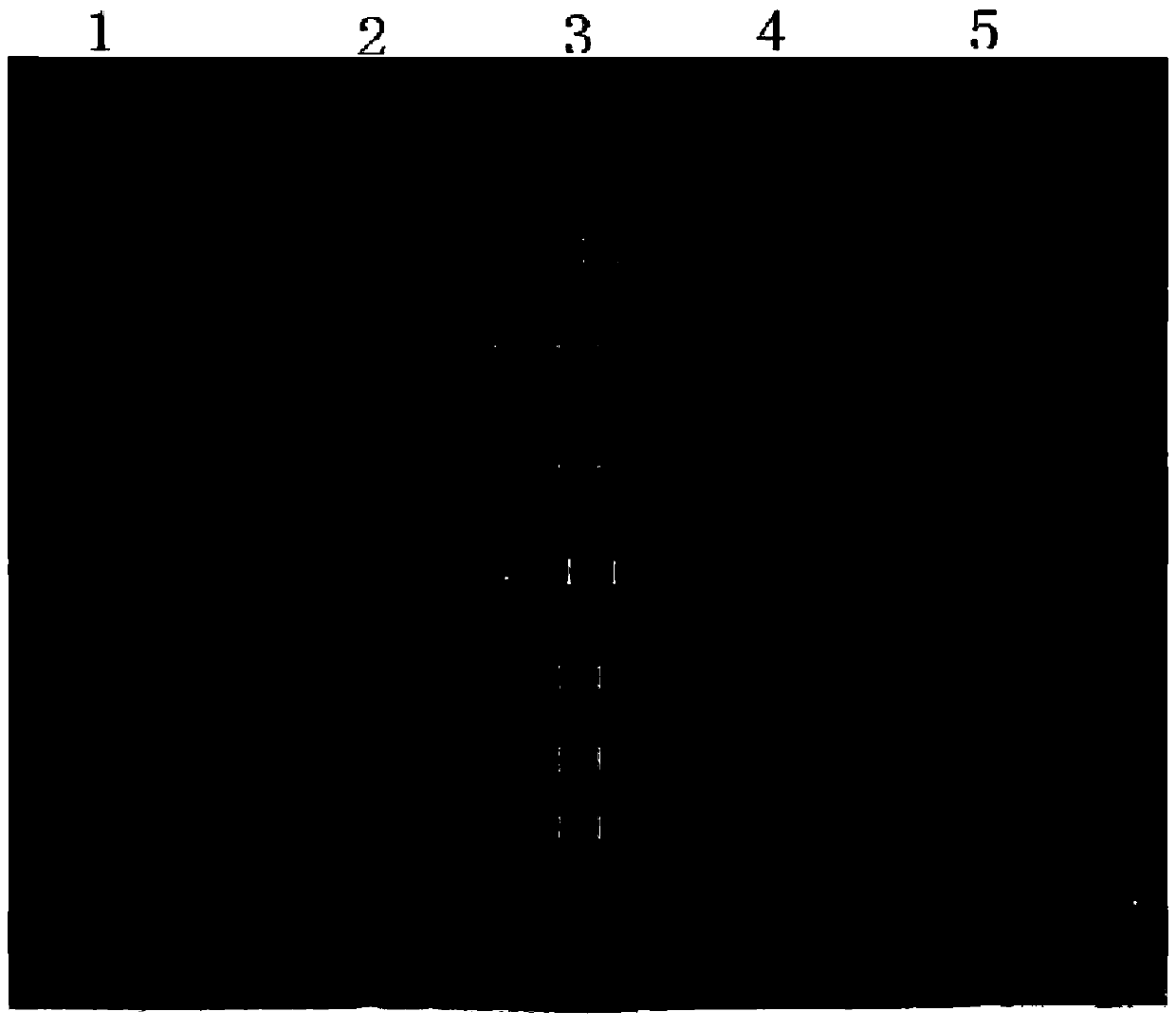 Monoclonal antibody against TSPAN8 and application of monoclonal antibody against TSPAN8