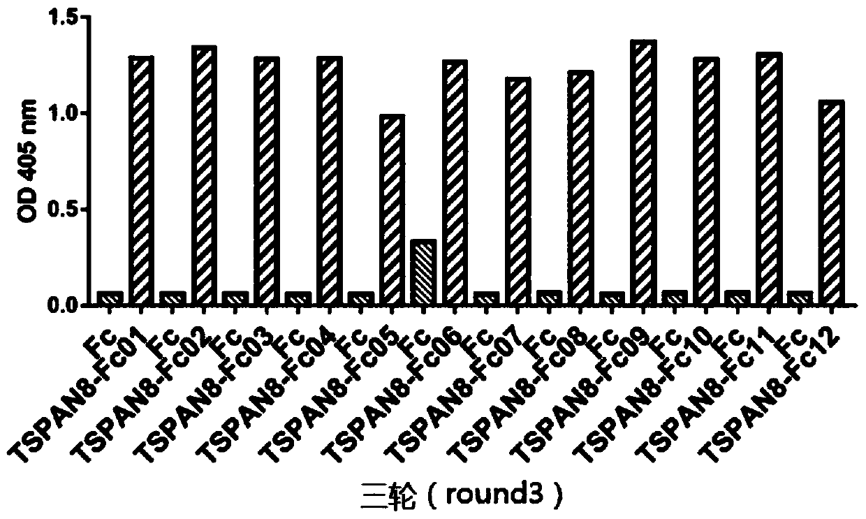 Monoclonal antibody against TSPAN8 and application of monoclonal antibody against TSPAN8