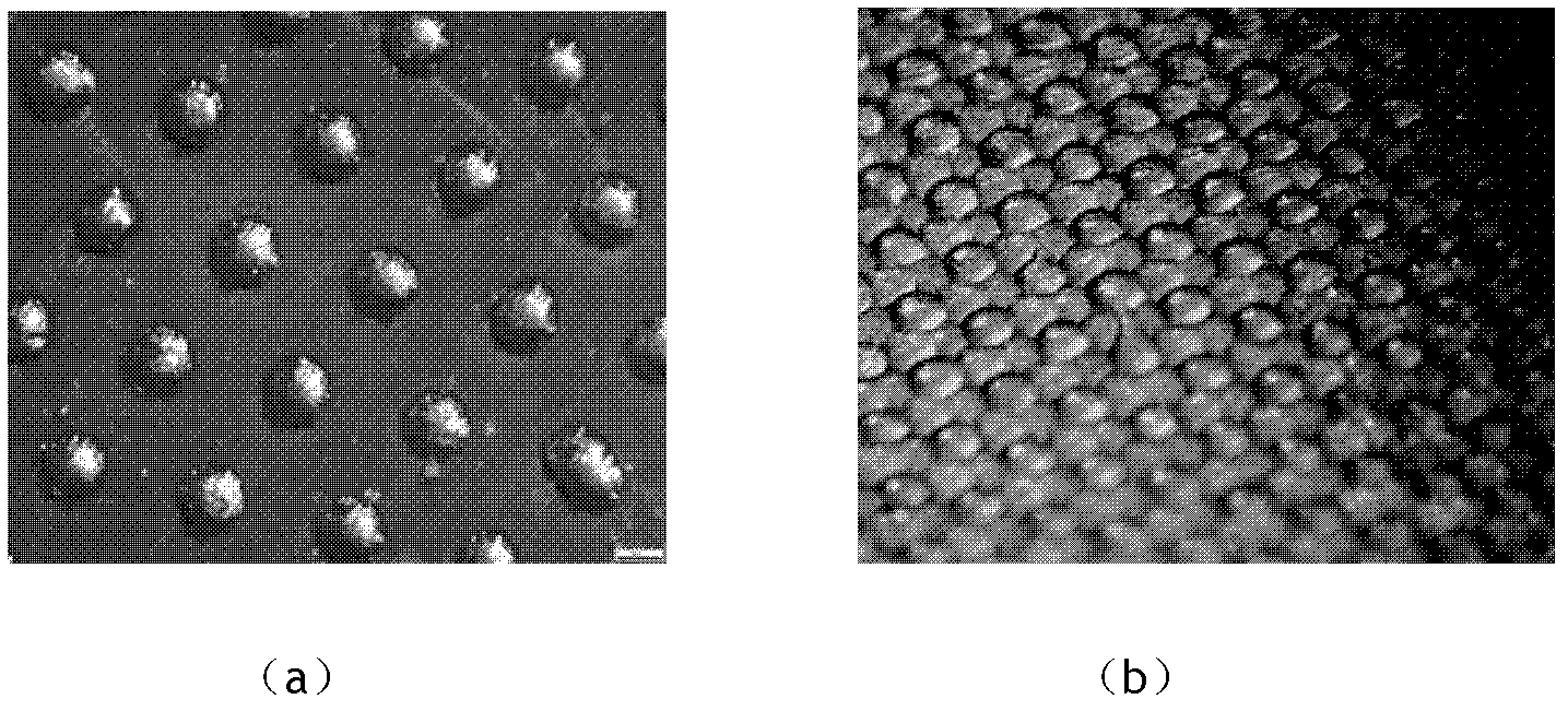 Polymer-based composite structure diffuse reflection material