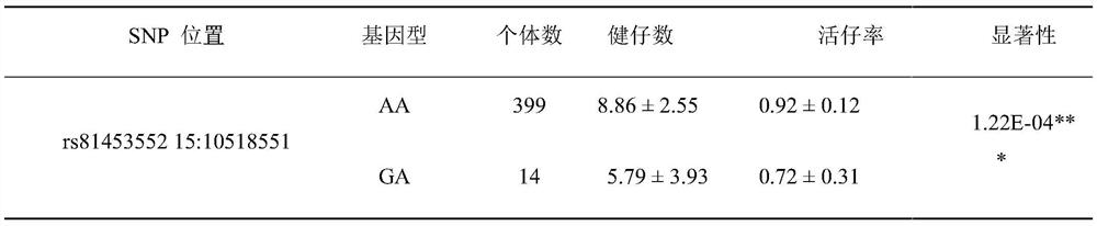 SNP molecular marker related to number of healthy piglets and live piglet rate and application thereof