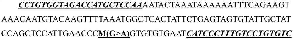 SNP molecular marker related to number of healthy piglets and live piglet rate and application thereof