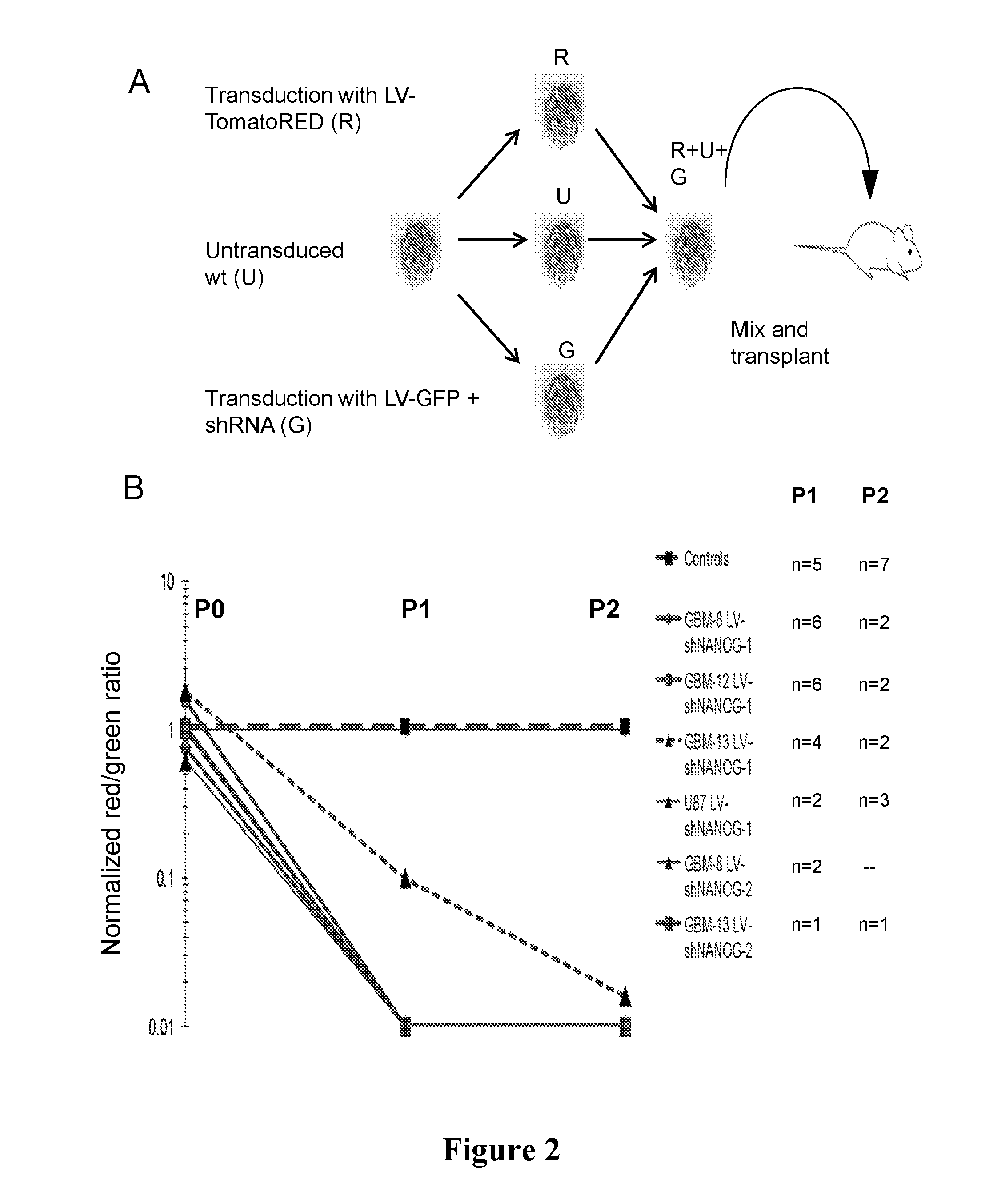 Uses of NANOG inhibitors and related methods