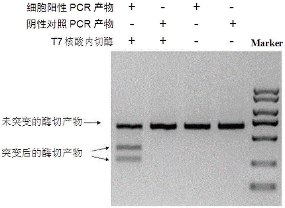 Method for knocking out p66shc gene in pig embryo
