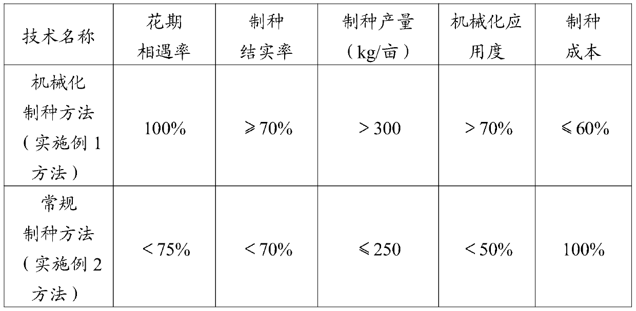 A mechanized seed production method for a new combination of hybrid rice