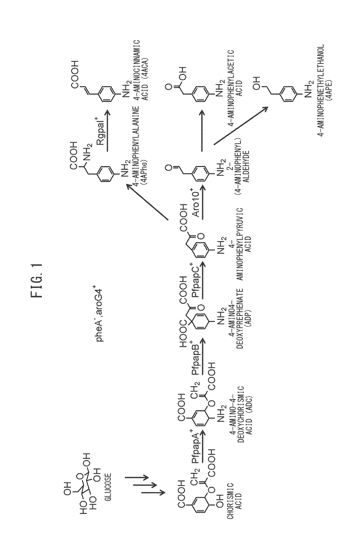 Method for producing aniline derivative by fermentation from carbon source