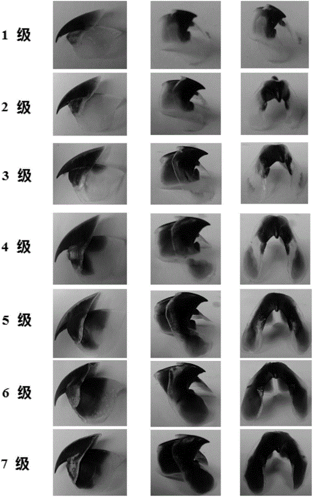Method for studying growth of cephalopods through classification of beak pigmentation