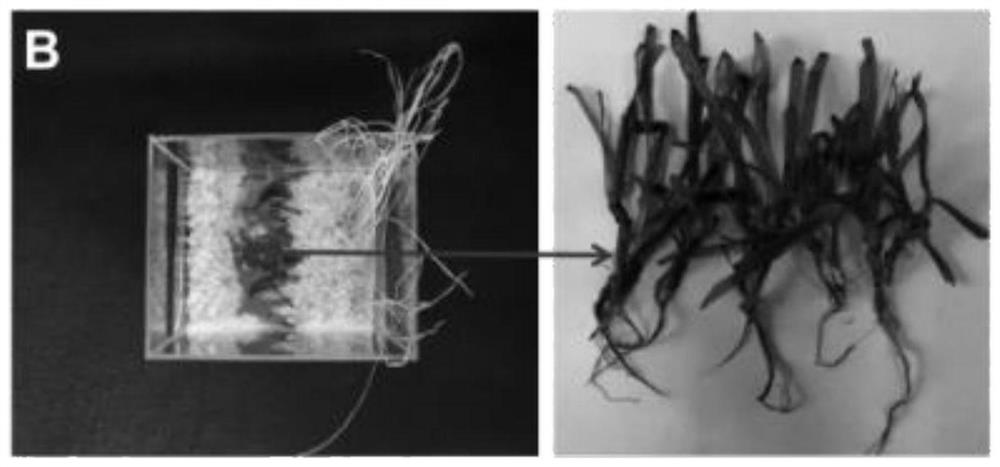 Construction method of gel-based pesticide system for controlled release and migration driven by electricity, constructed pesticide system and its application