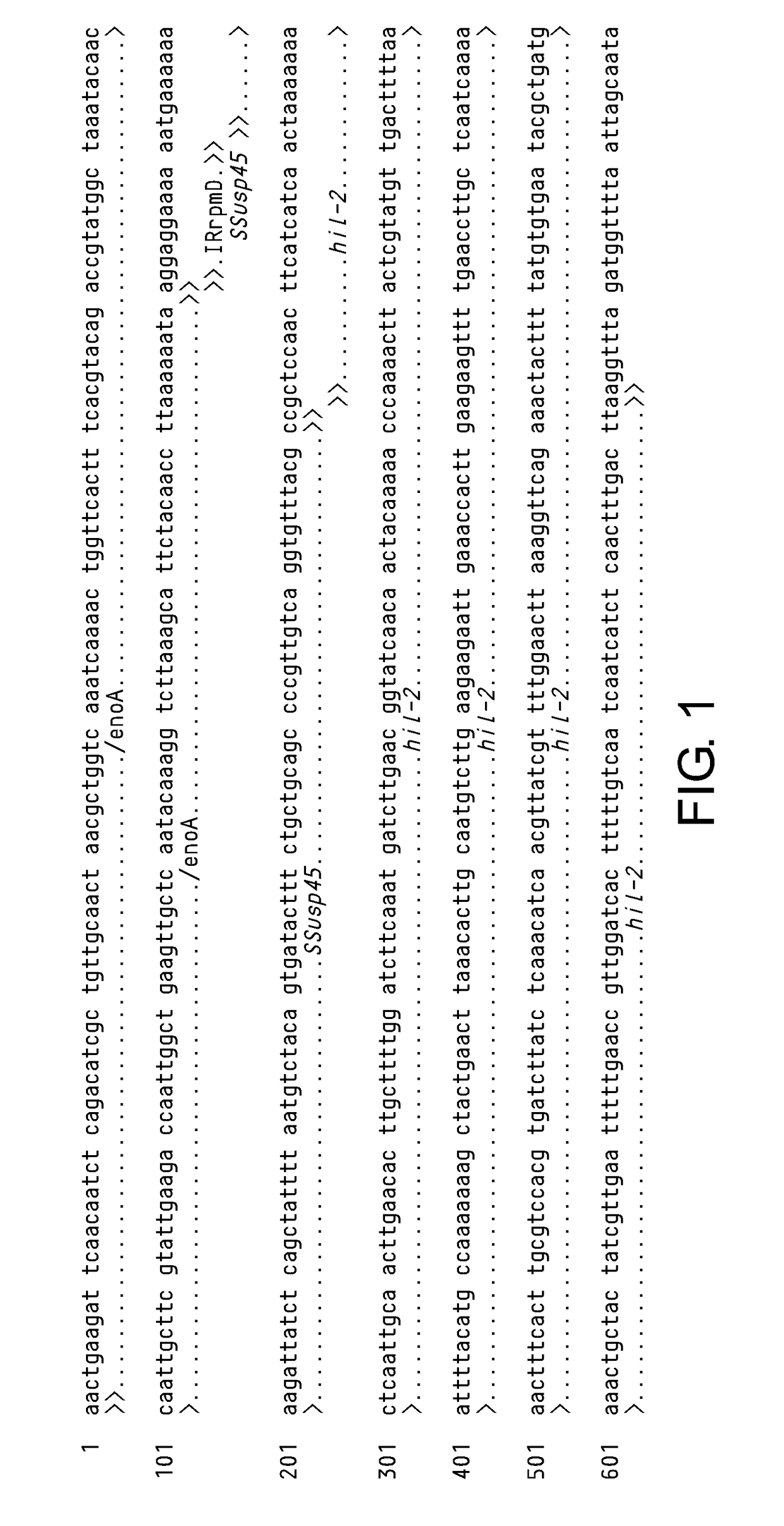 Compositions and methods for the treatment of type 1 diabetes