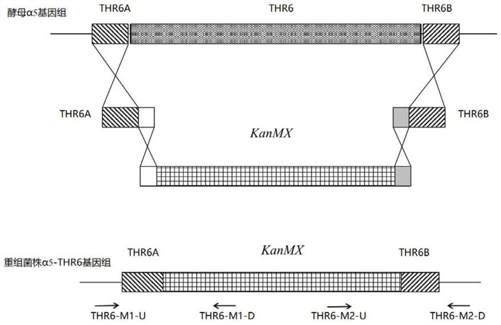 Genetically engineered bacterium with low n-propanol yield and application thereof