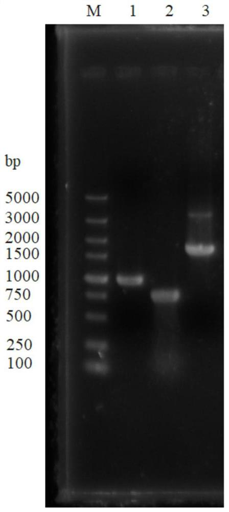 Genetically engineered bacterium with low n-propanol yield and application thereof