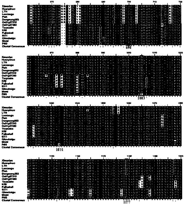 Function specific molecular markers of rice blast resistance gene Pi63 as well as method and application of function specific molecular markers