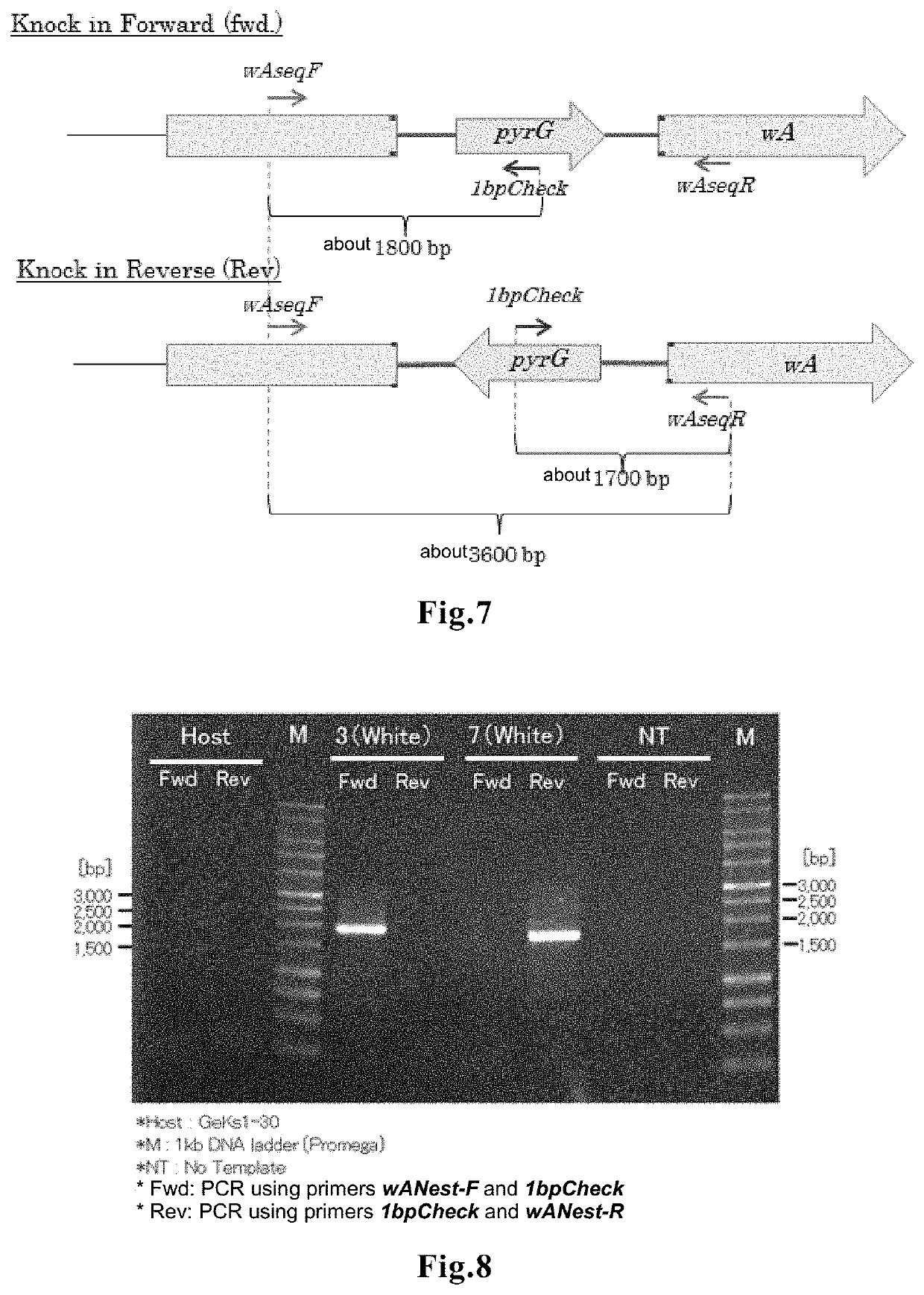 Method for editing filamentous fungal genome through direct introduction of genome-editing protein